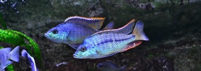 Protomelas similis 'Chiofu Bay'